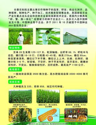 京单28传单图片,玉米 种植 玉米地 各种传单 源文件-