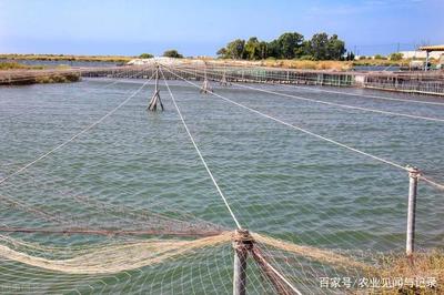 江苏省2020年7月水产养殖病害的预测预报