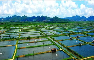 金湾黄立鱼 | 干货含量100%,春季水产农业工作重点及操作指南来了!